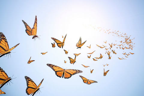 A swarm of orange butterflies