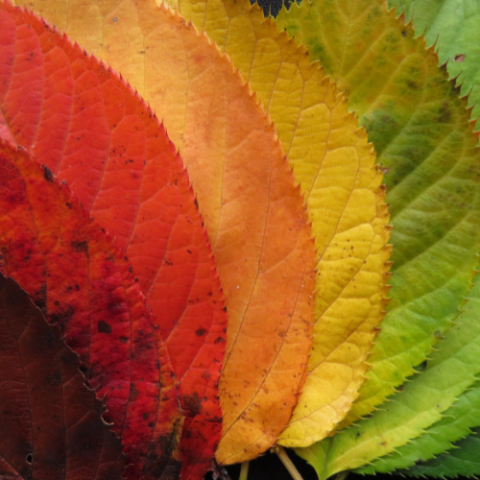 colorful leaves