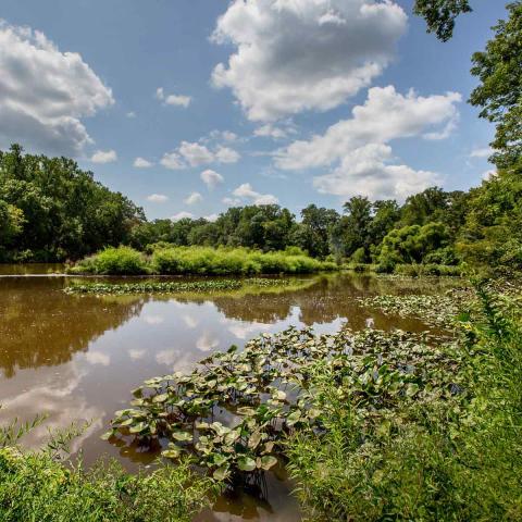 Evans pond