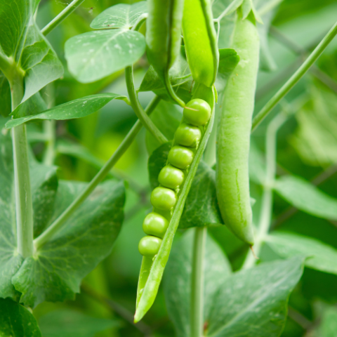 peas growing on a plant in the garden