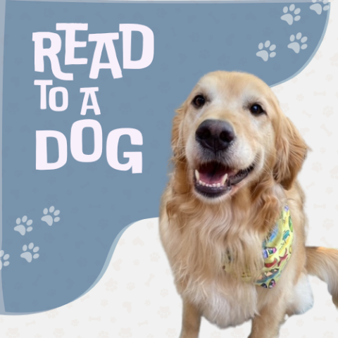 a golden retriever wearing a bandana