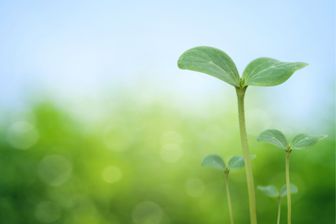 A seedling growing outside