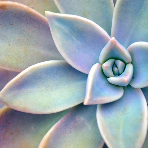 Close up of a succulent 