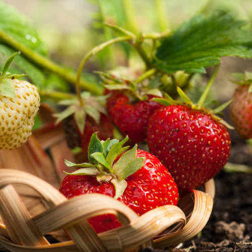 Strawberries in a basket