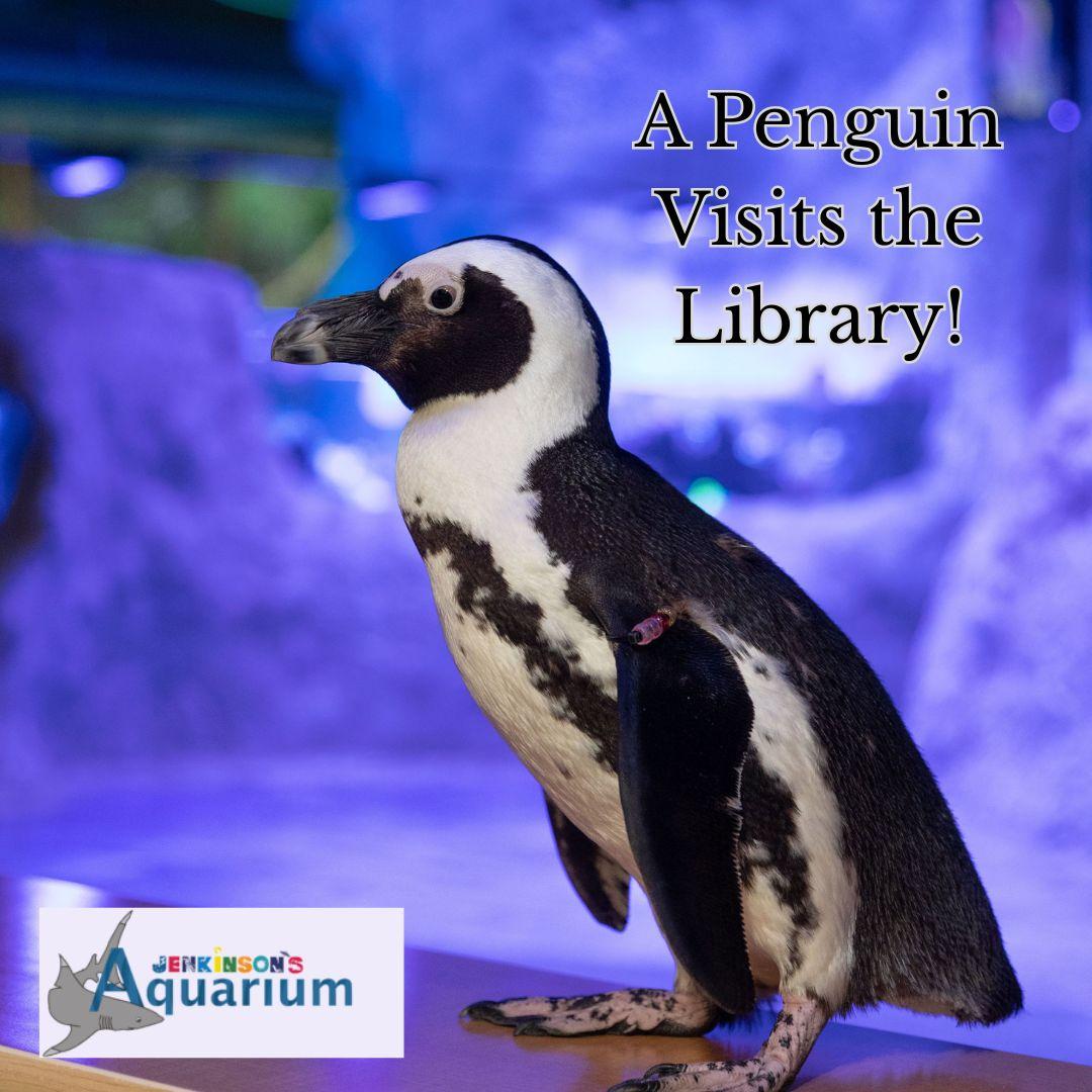 Picture of live penguin with a blue background